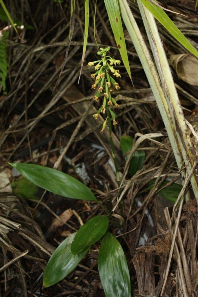 Eulophia