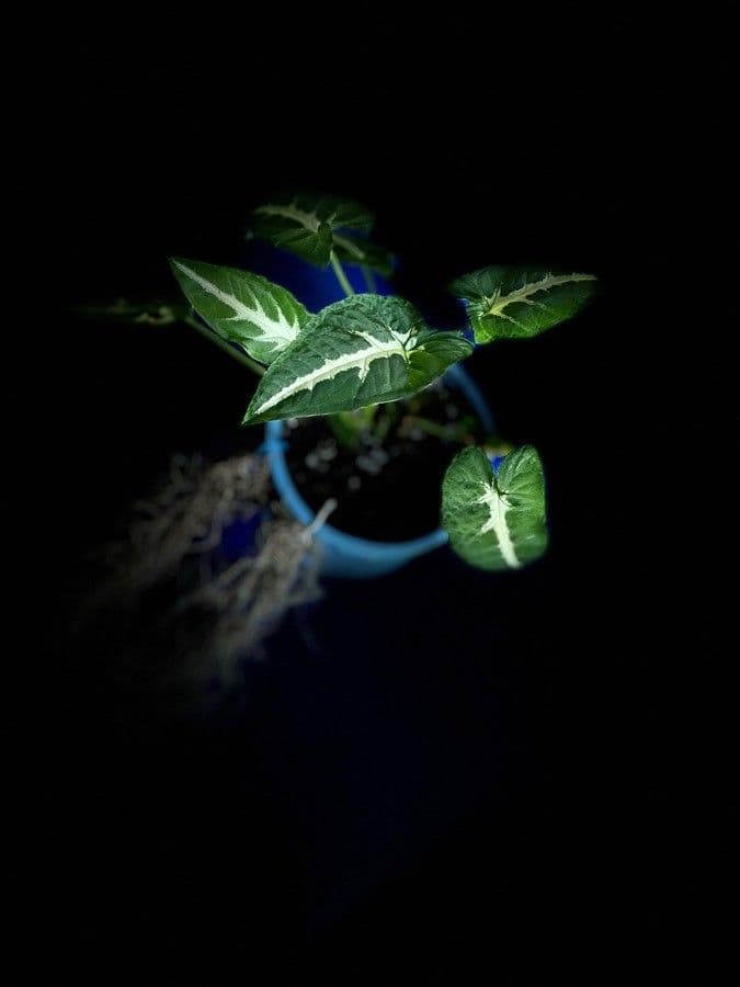 Wendlands Syngonium 3