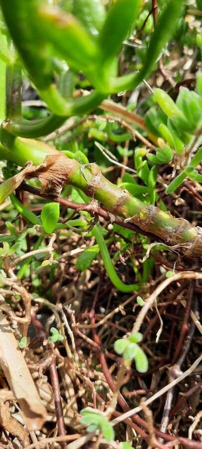 Prostrate marshwort 10