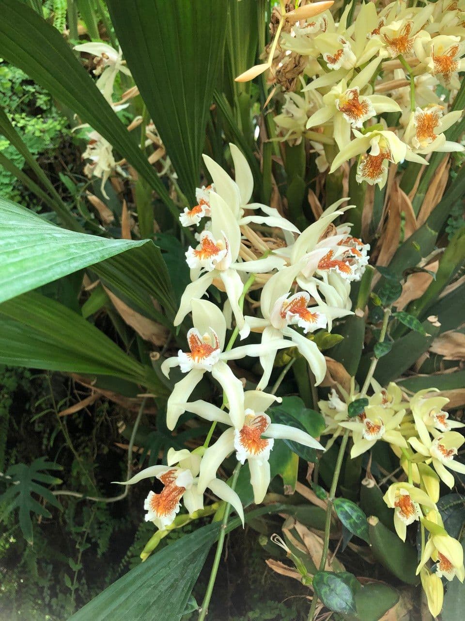 Coelogyne 10