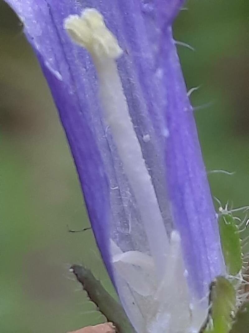 Campanula 5