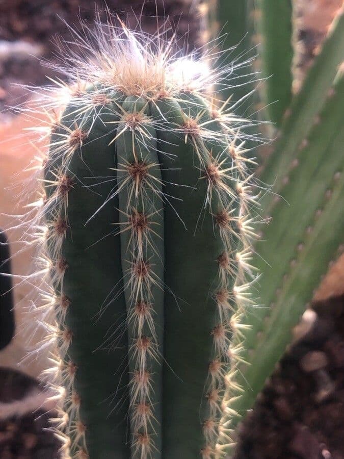 Pilosocereus