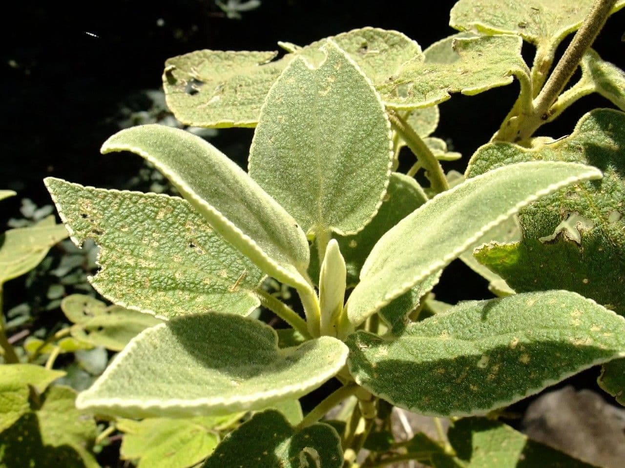 Sideritis 16