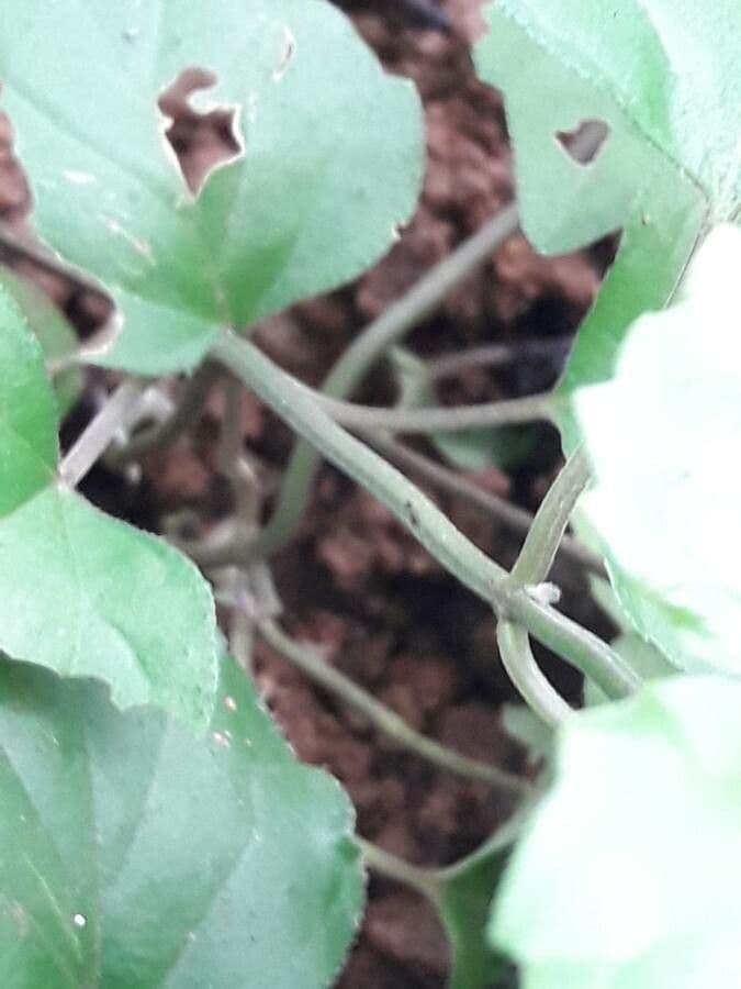 Scutellaria 22