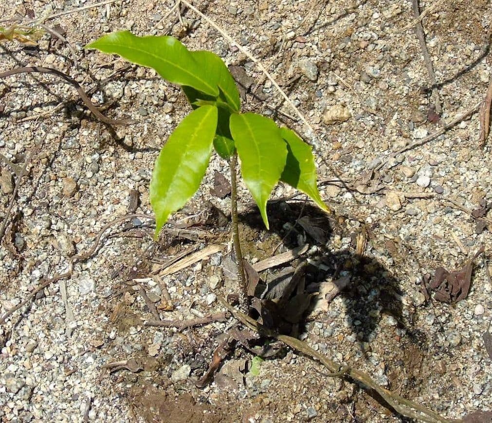 Brednut 7