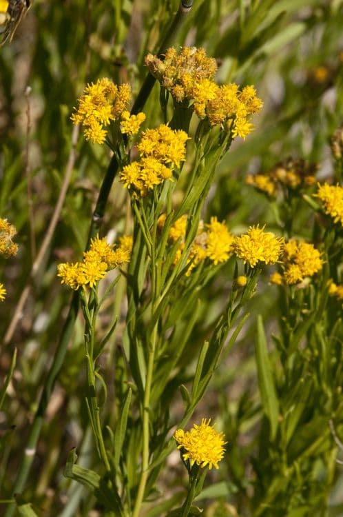 Solidago occidentale 7