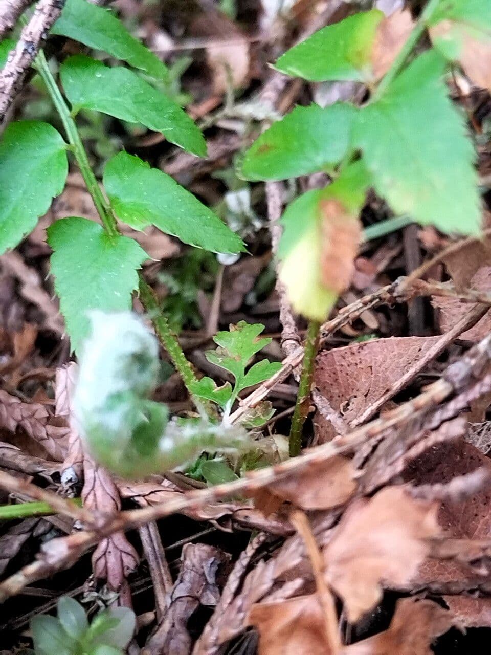 Polystichum imbricans 11