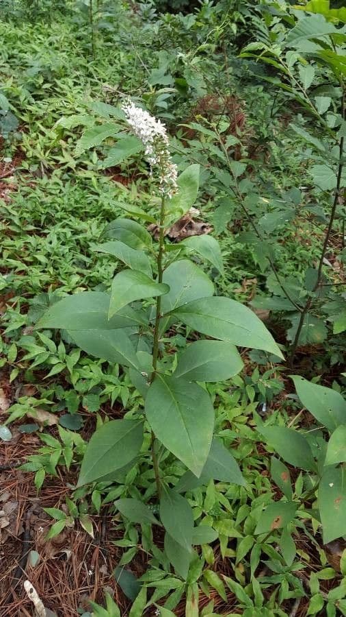 Lysimaque à grappes 9