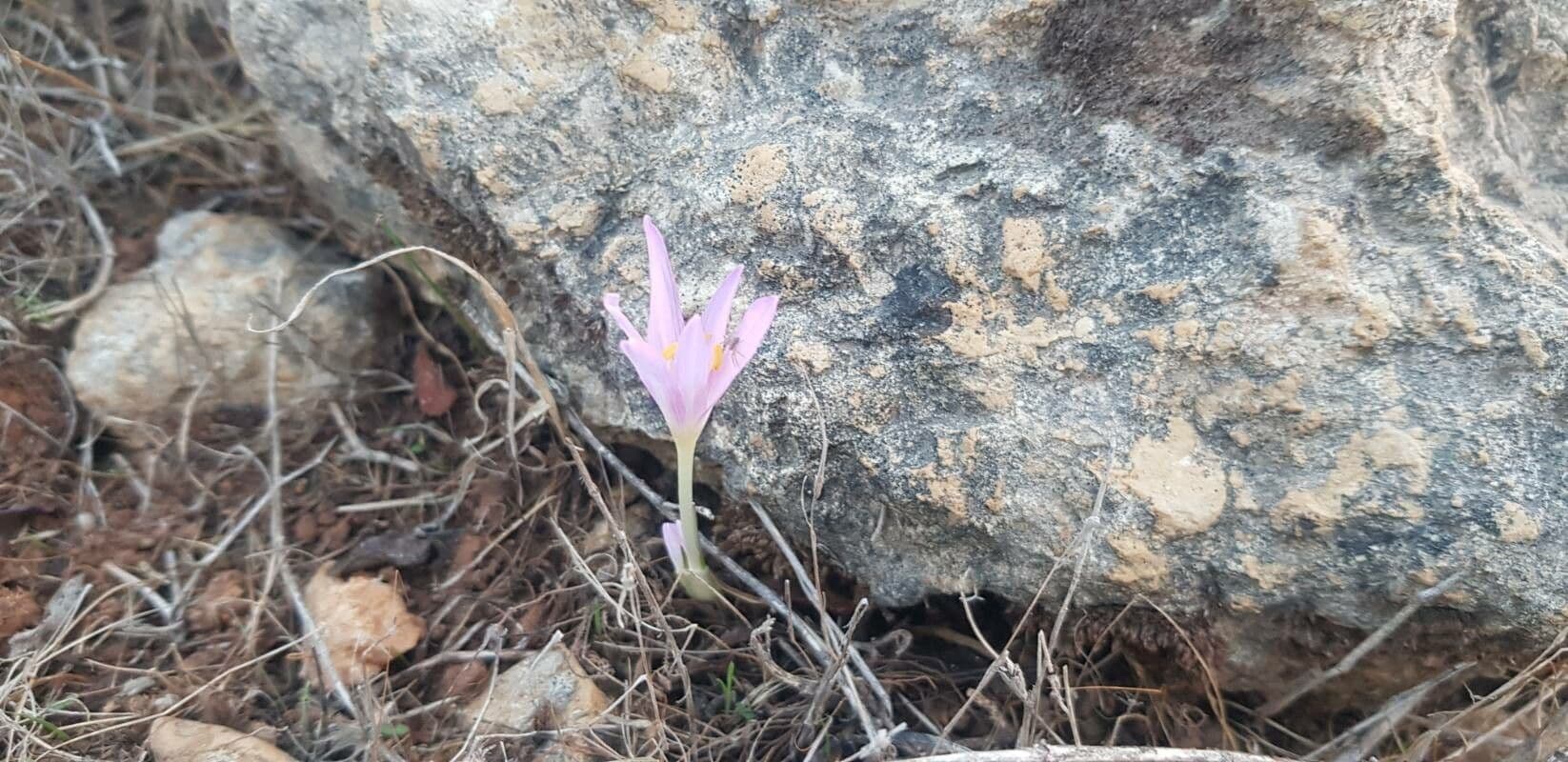 Colchicum