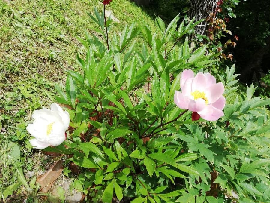 Peonia Corsa 4