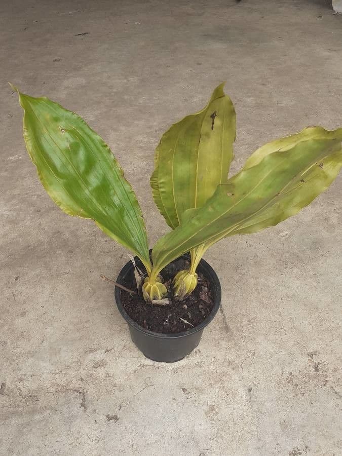 Gongora 11
