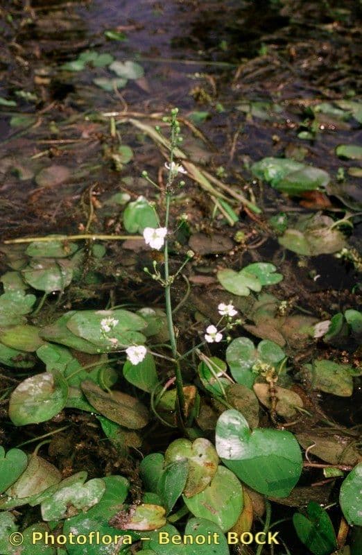 Caldesia parnassifolia 9