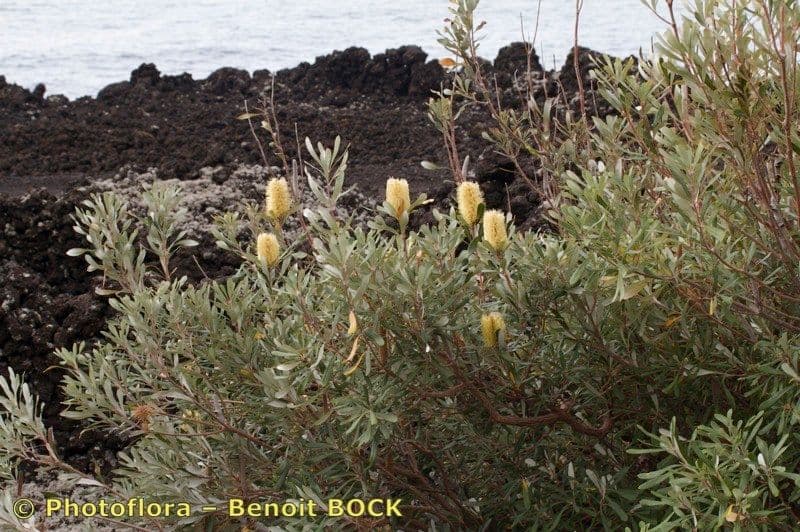Banksia integrifolia 14
