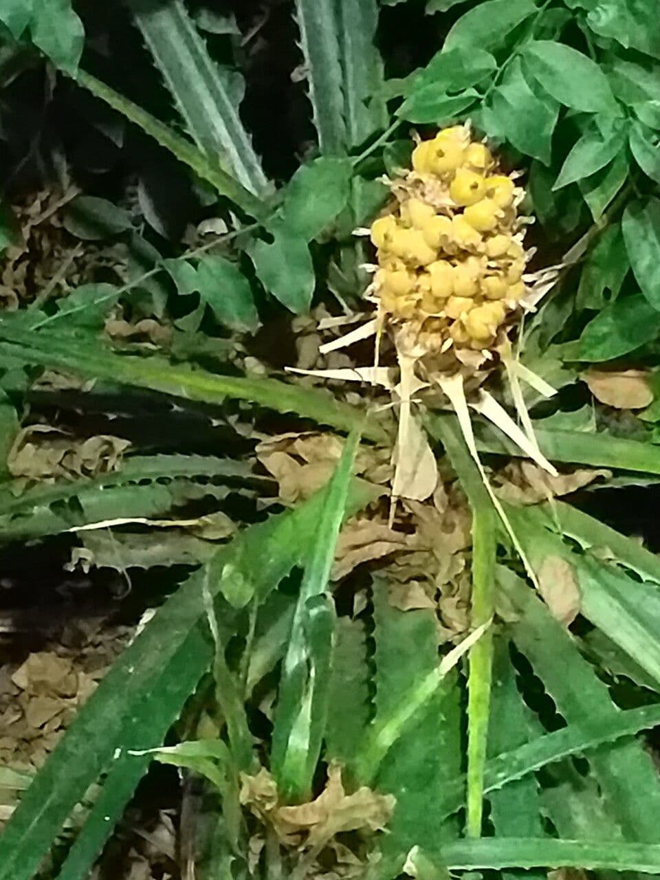 Bromelia