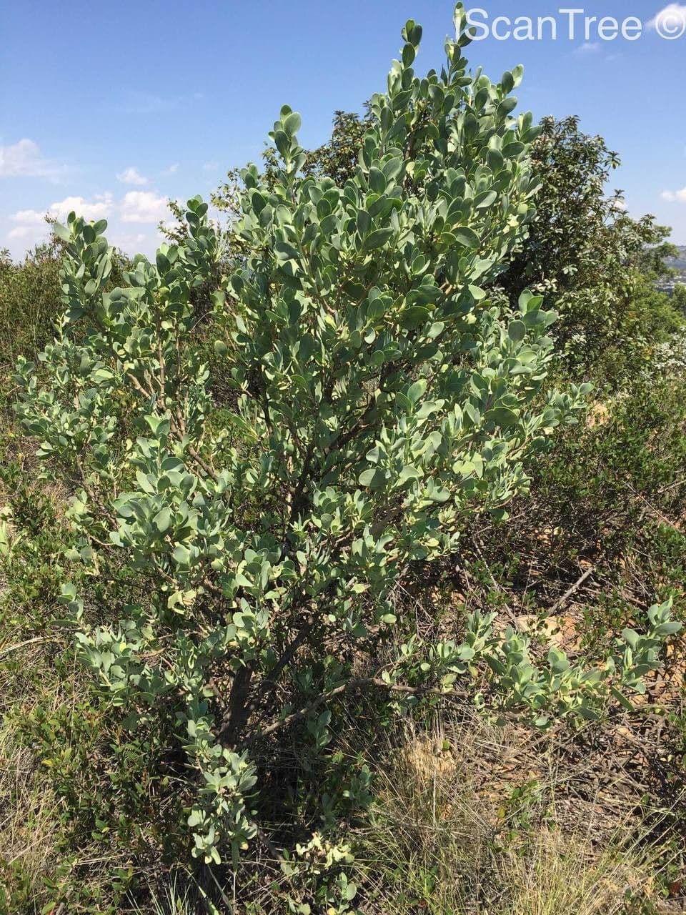 Lopholaena 5