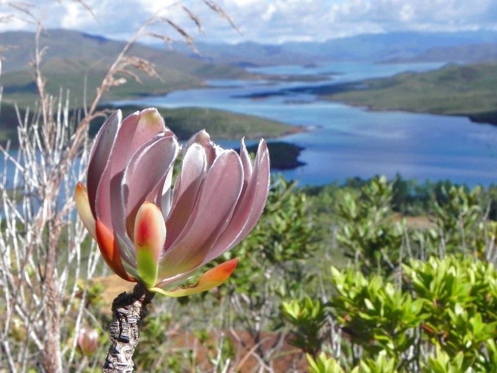 Melaleuca 10