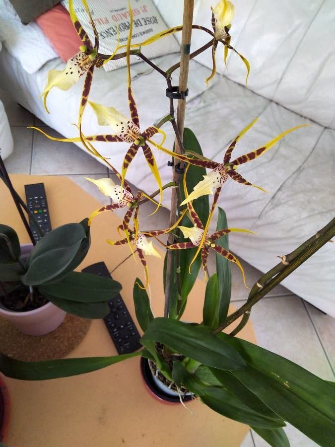 Brassia 19