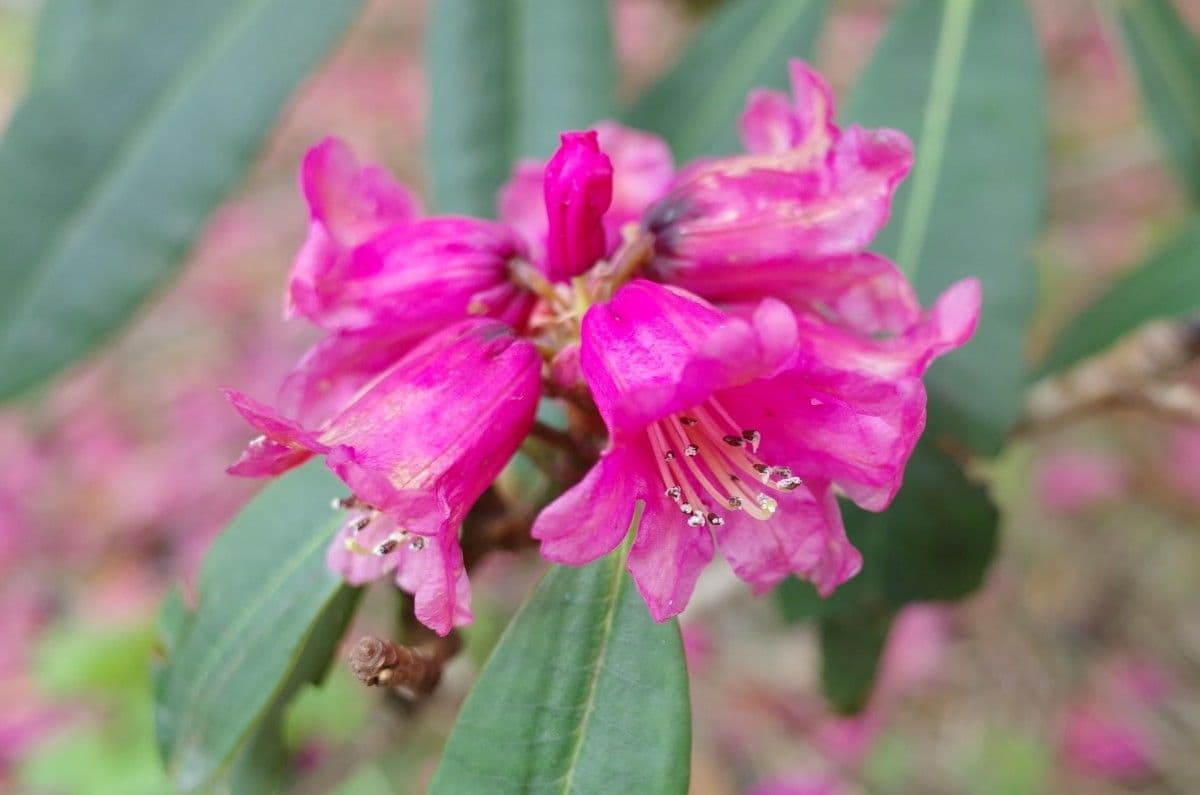 Rododendron anthosphaerum 5