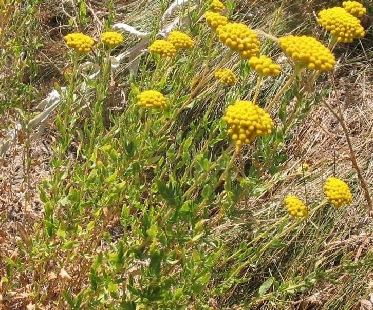 Achillea 3