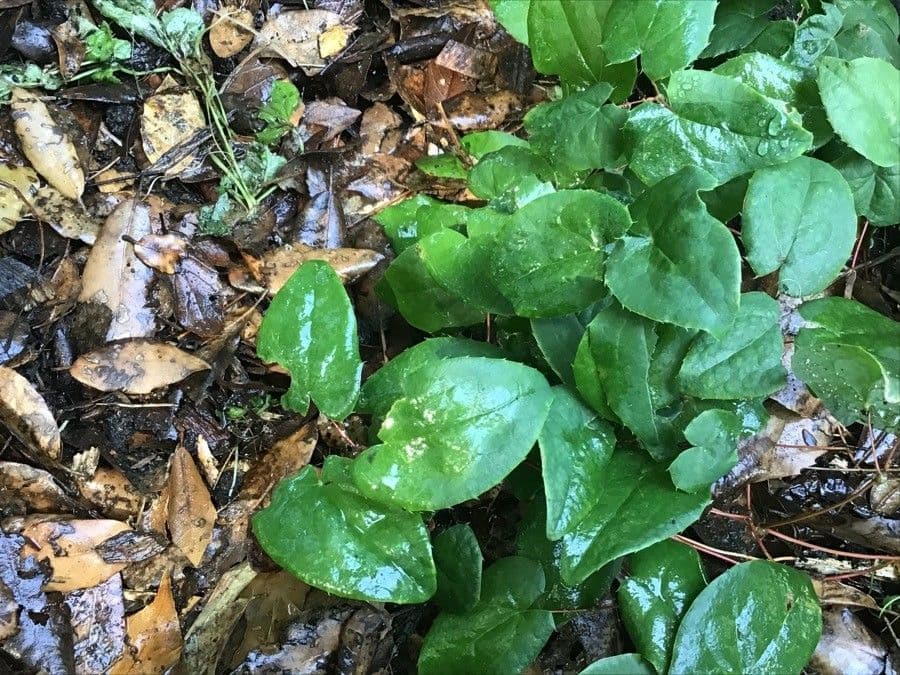Epimedium dvojlisté