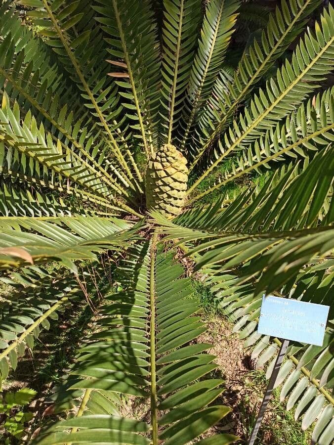 Cycad di Munch
