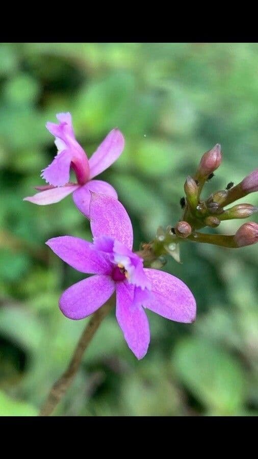 Epidendrum 4