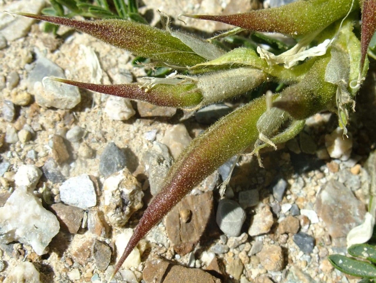 Oxytropis fetida 5