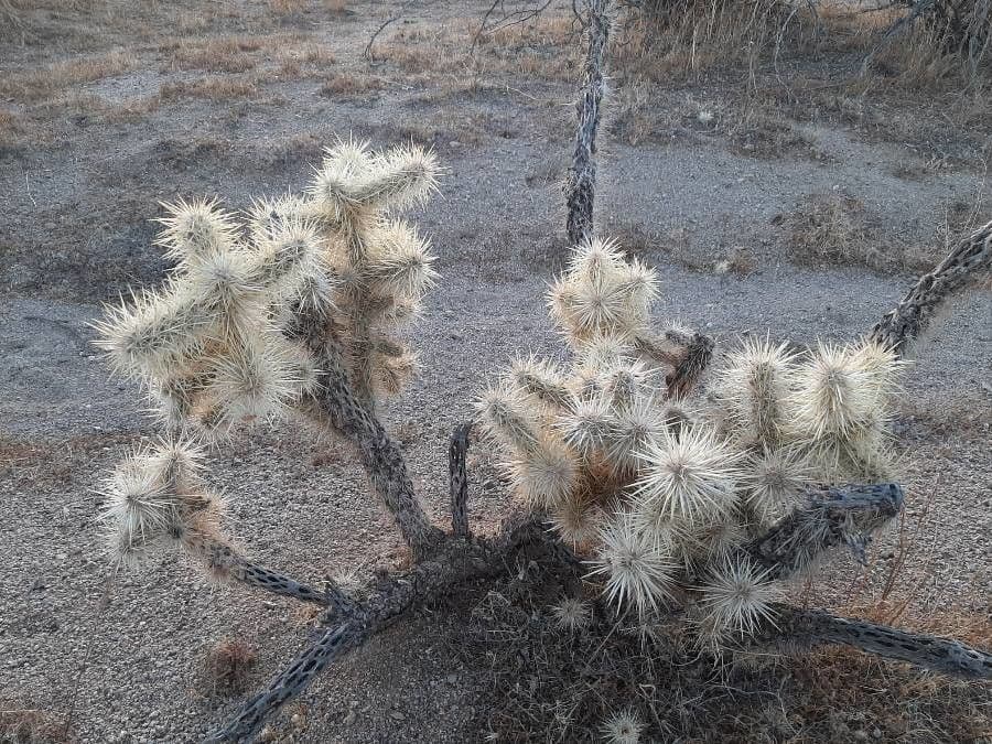 Cylindropuntia Echinocarpa 7