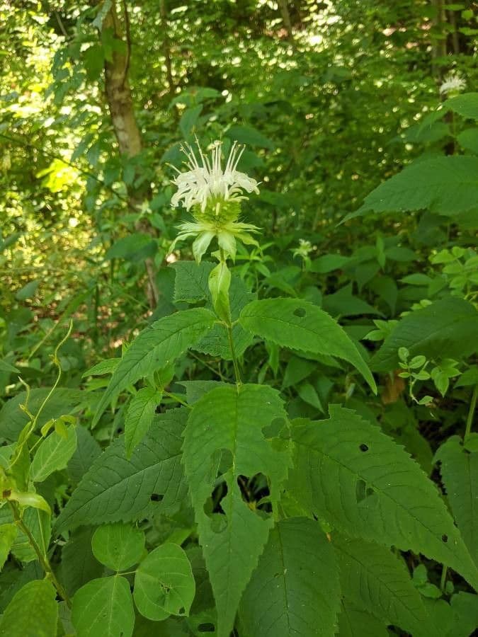 Monarda basilico 12