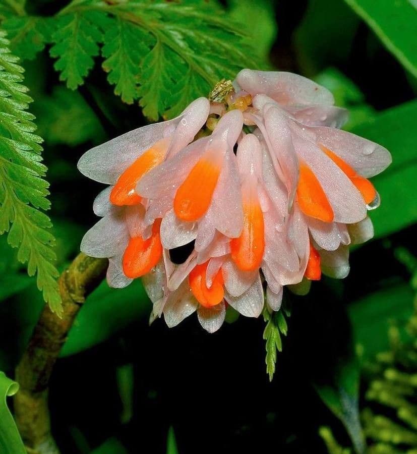 Dendrobium pseudoglomérato 4