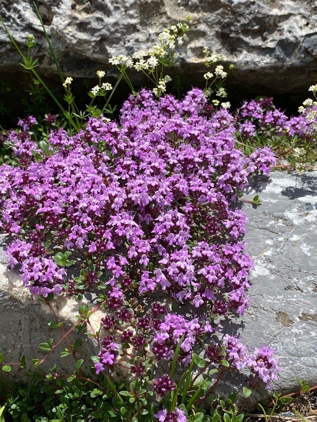 Frühblühender Thymian 6