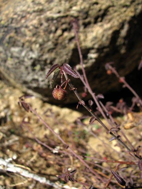 Ayenia compatta 2