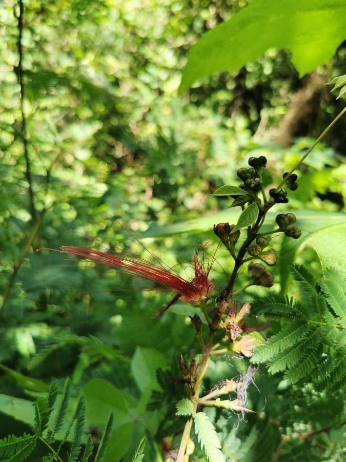 Calliandra 2