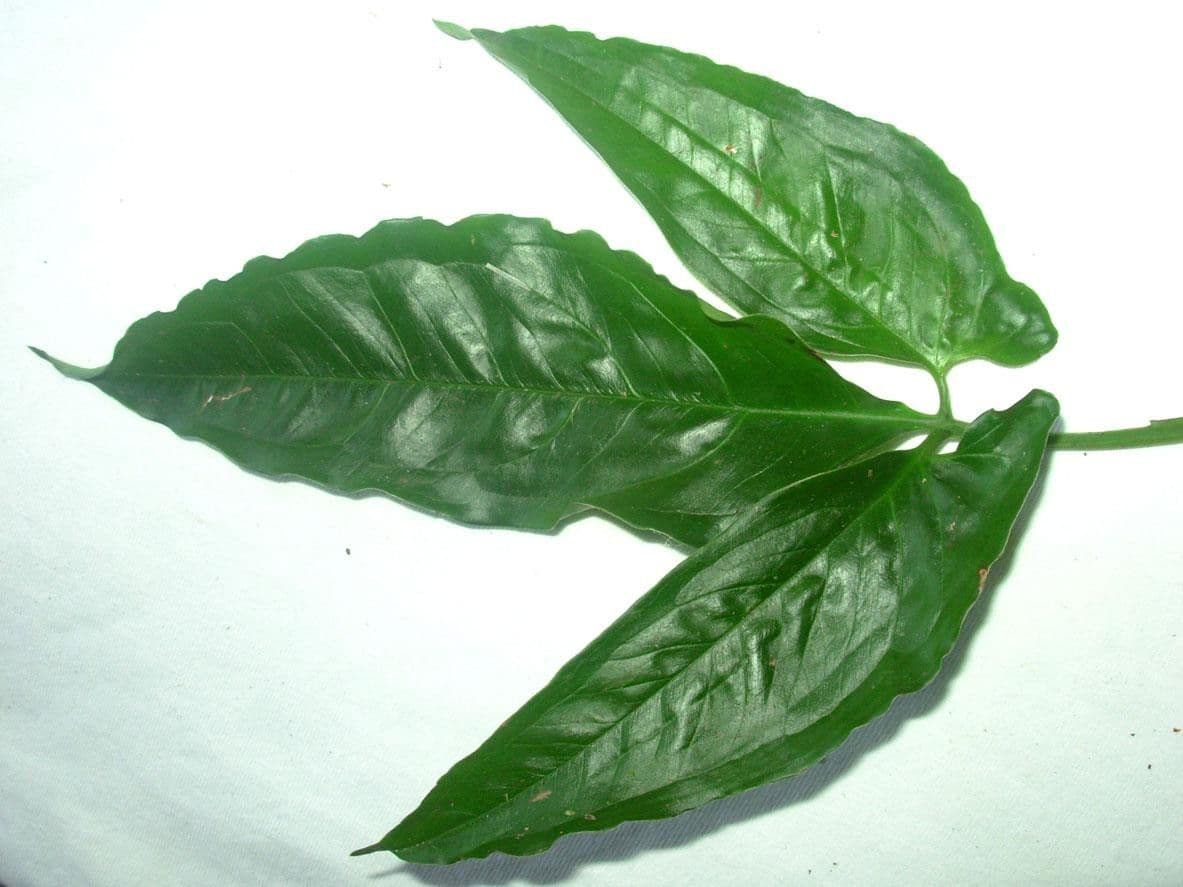 Syngonium 19