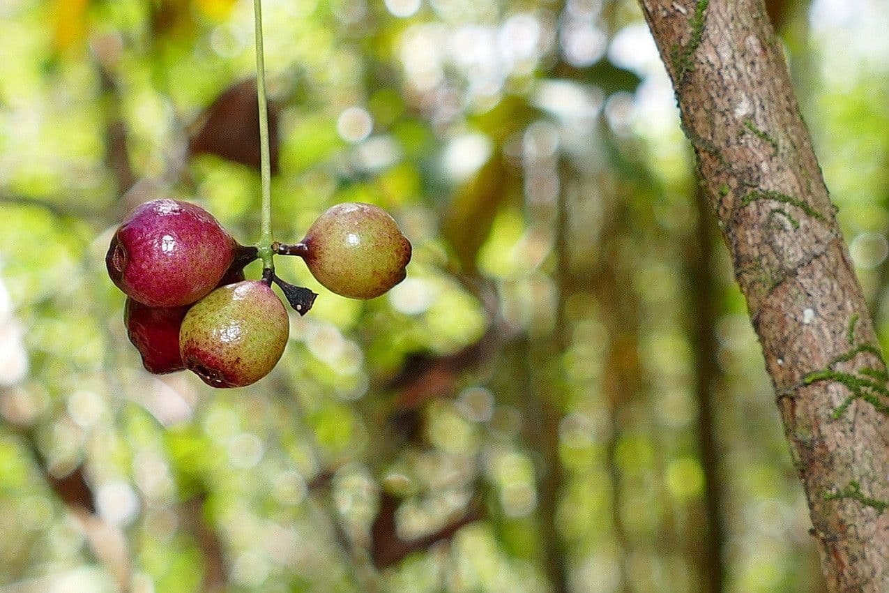 Syzygium