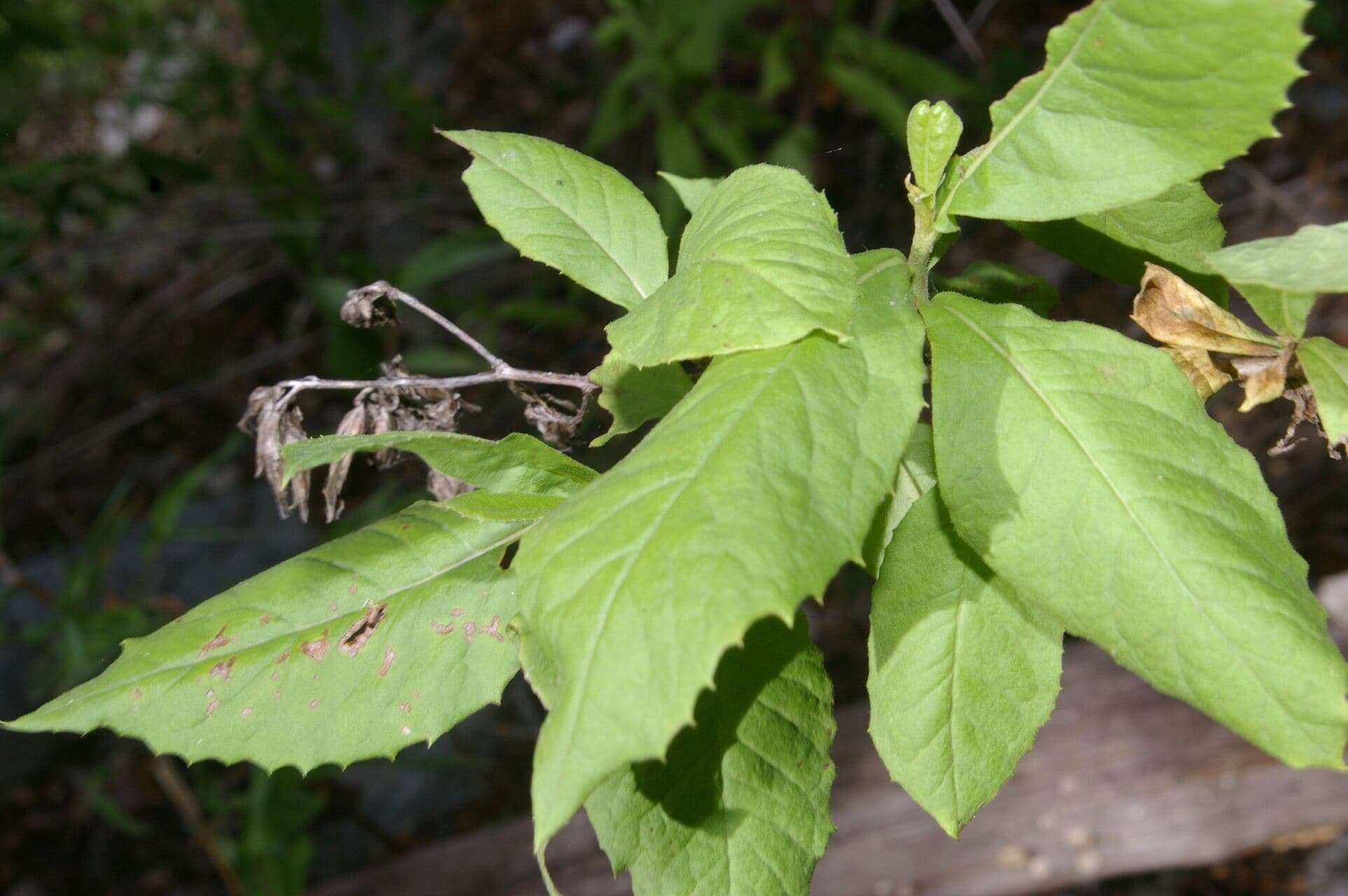 Trixis inula 12