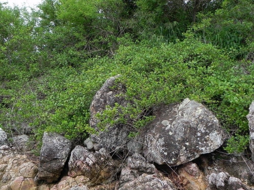 Volkameria 8