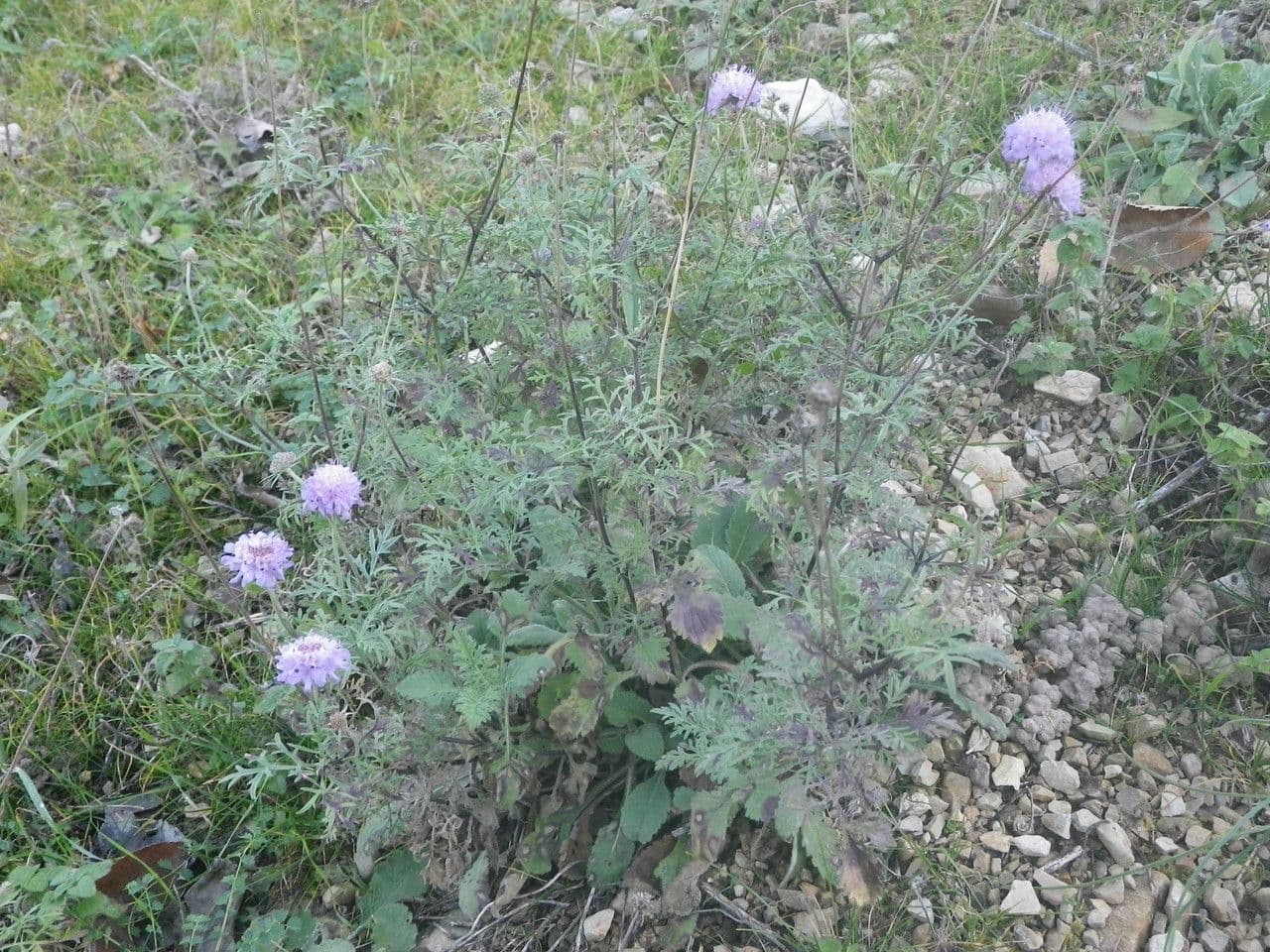 Scabiosa triandra 14