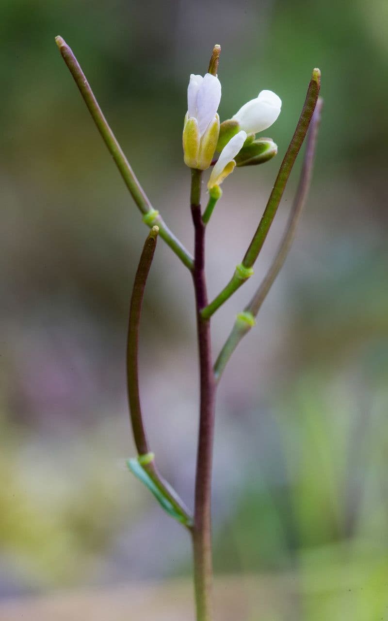 Arabis scabra 17