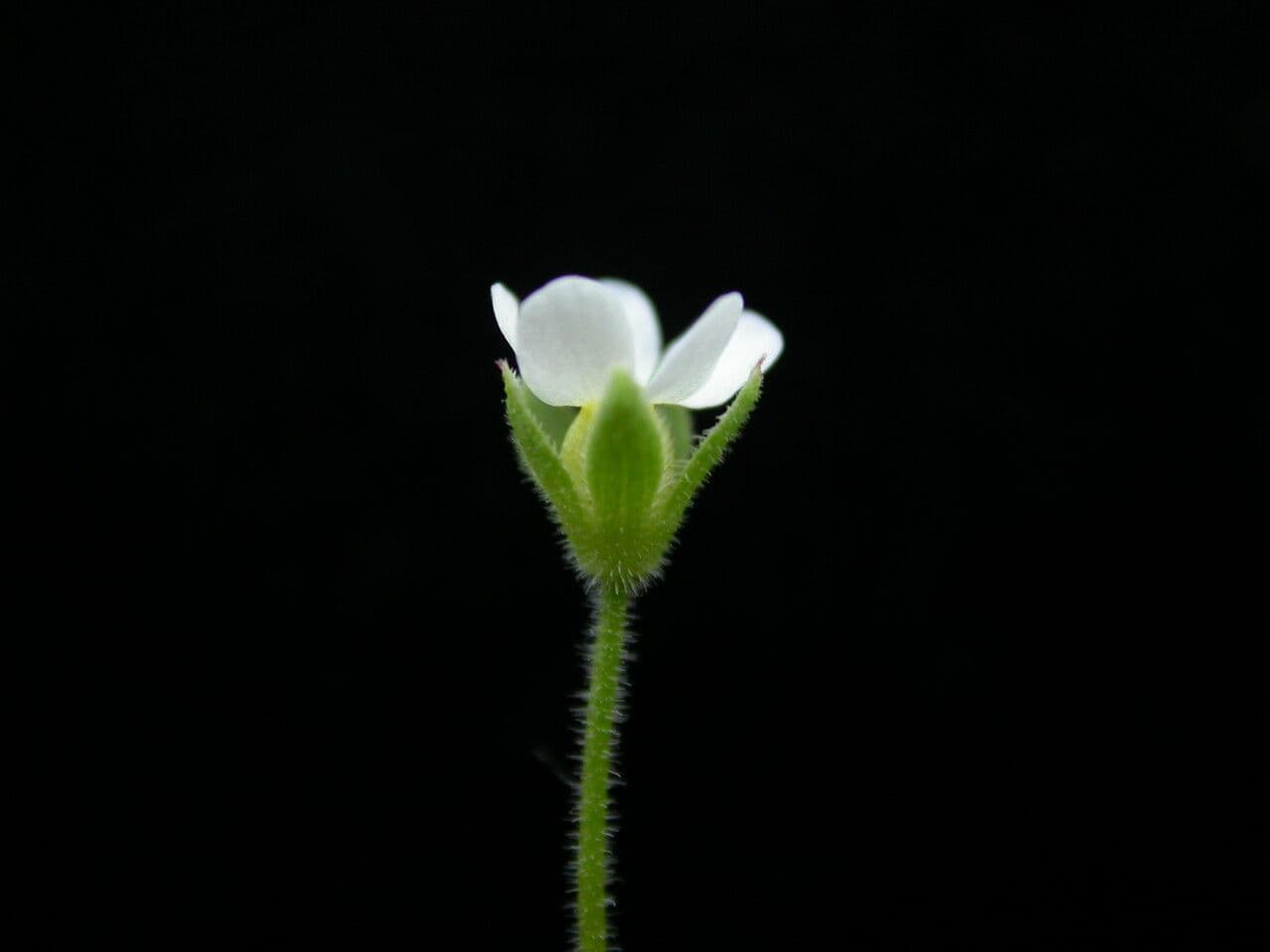 Androsace umbellata 3