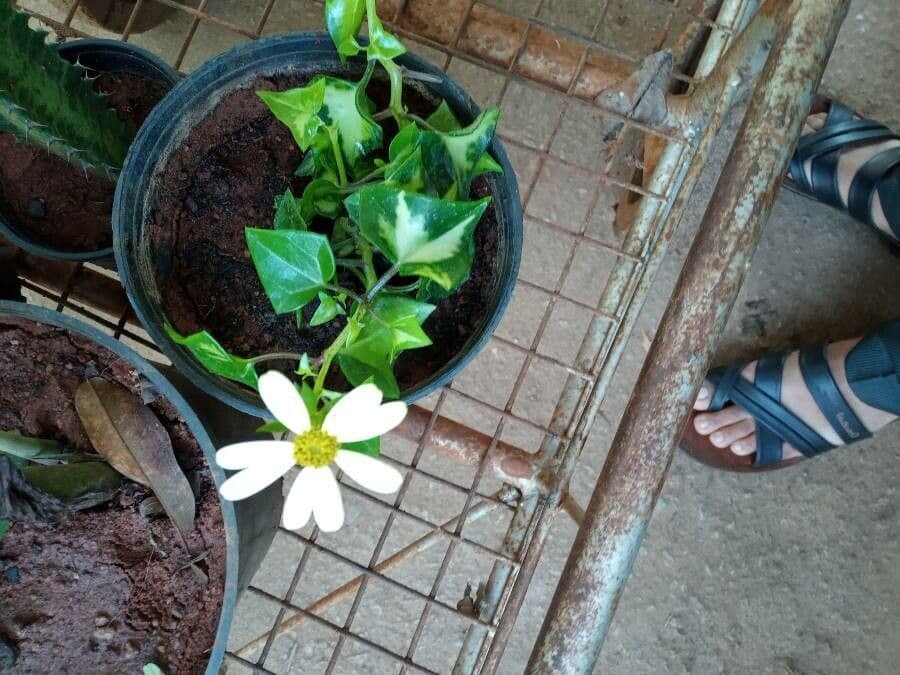 Senecio 3