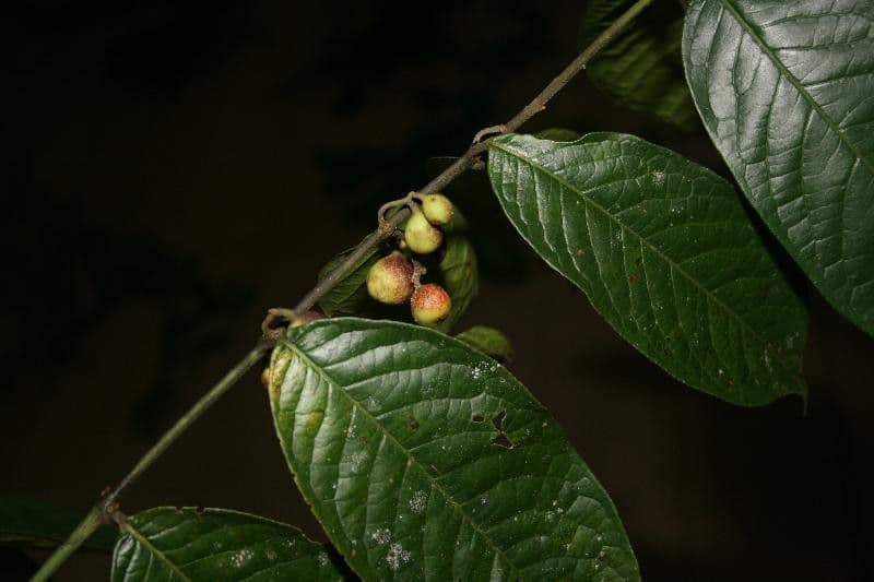 Siparuna 22