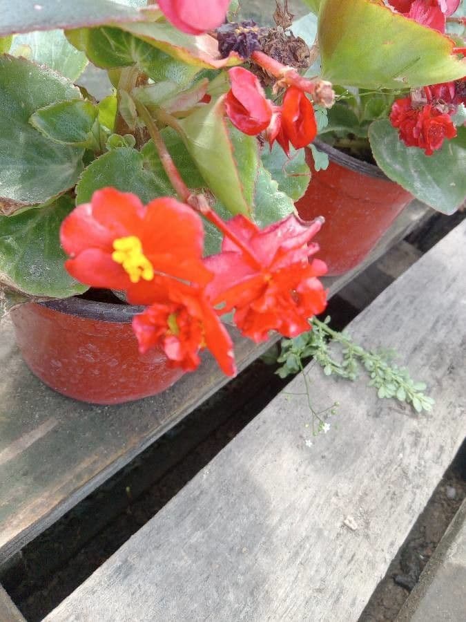 Begonia cucullata 5