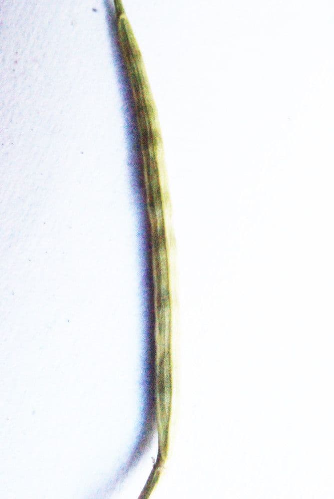 Echte Winterkresse 3