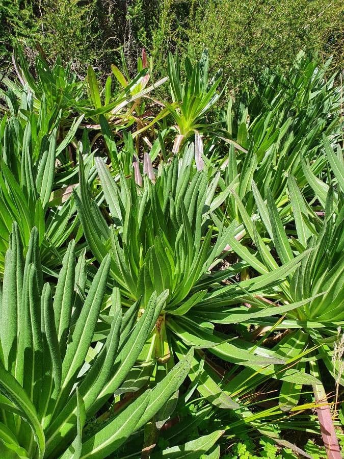 Lobelia 8