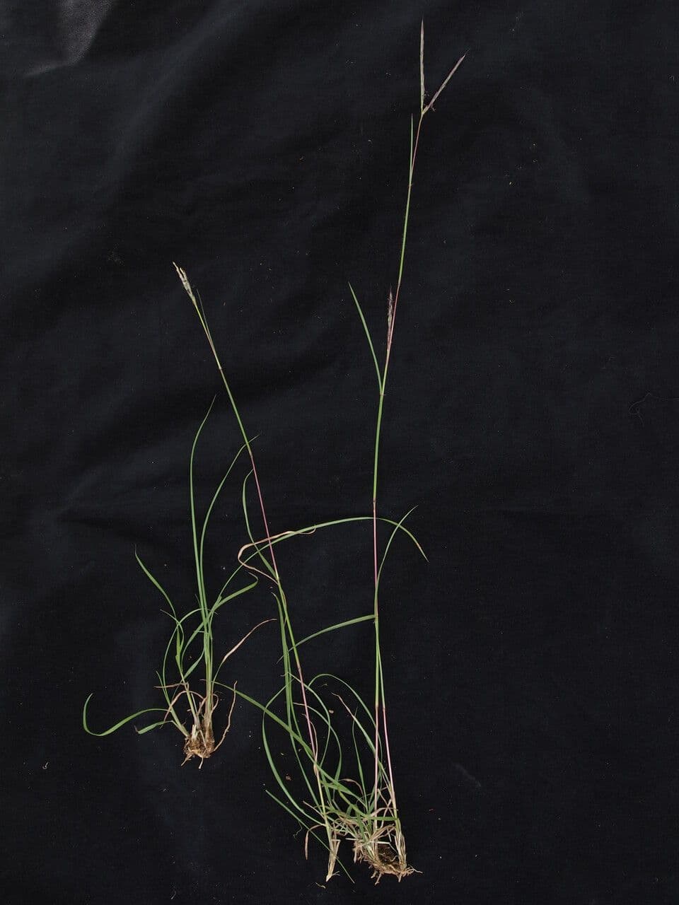 Andropogon 3