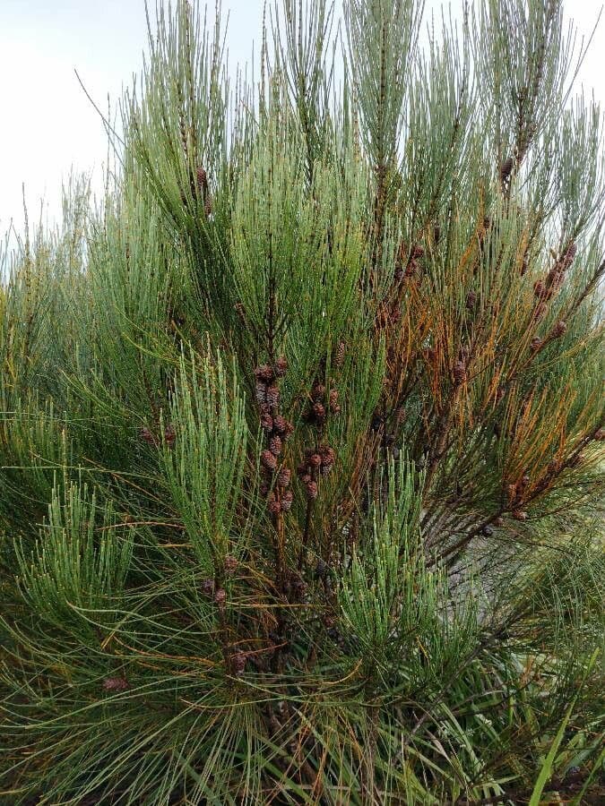 Casuarina pendula 2