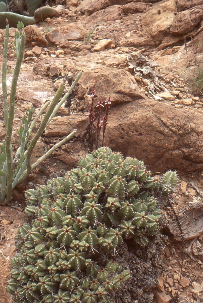 Striga gesnerioides 9