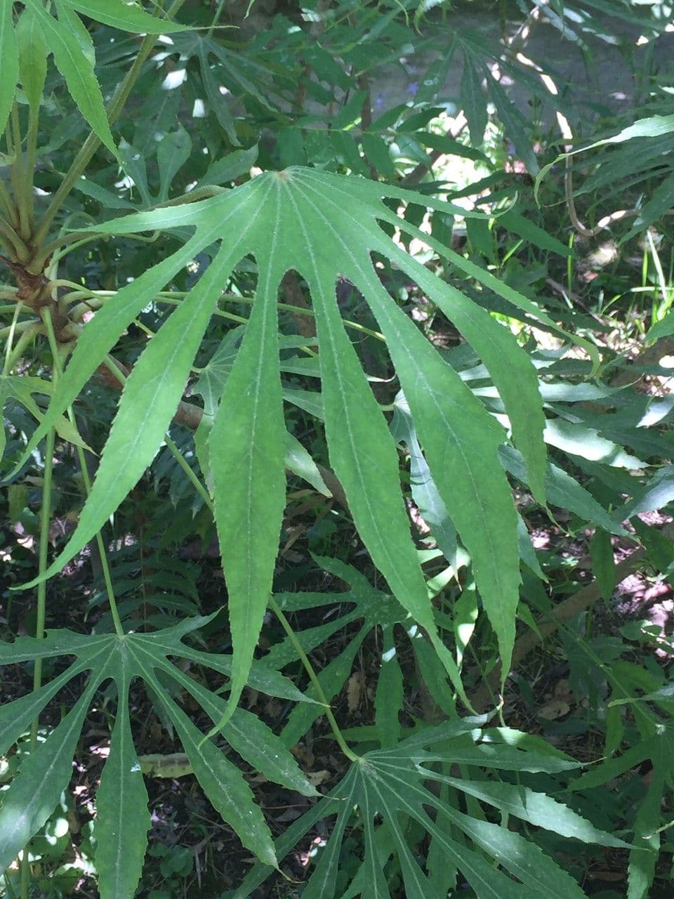 Fatsia 5