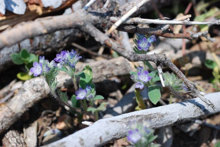 Davidsons Phacelia 3